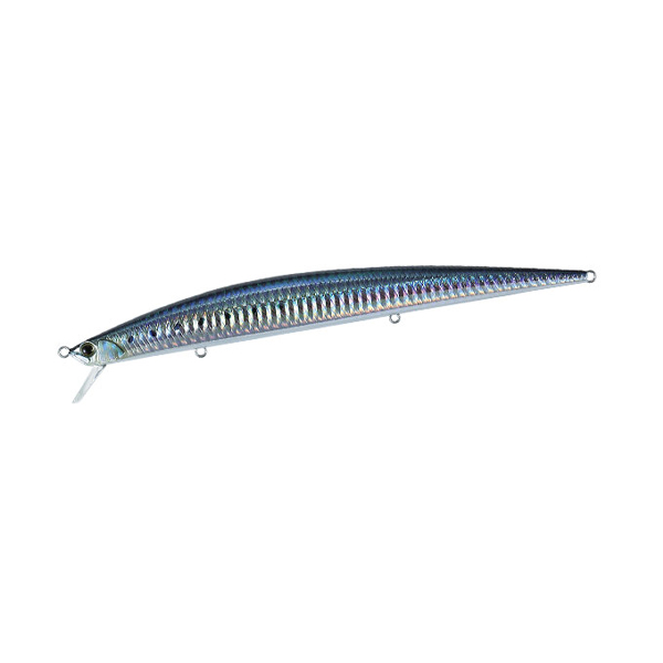 Sardine Sardine