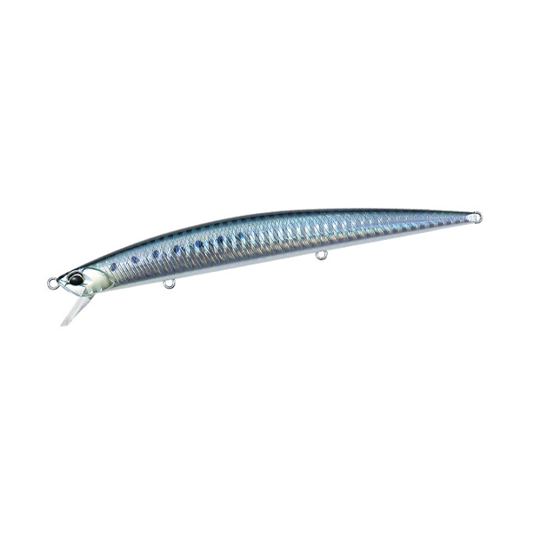 Sardine Sardine